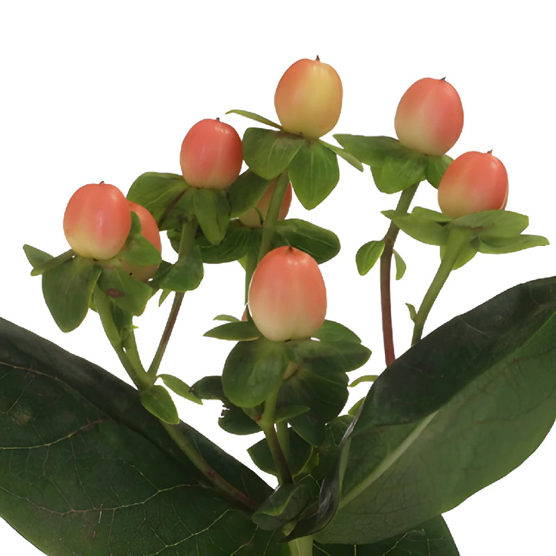 Peaches Designer Hypericum Berries