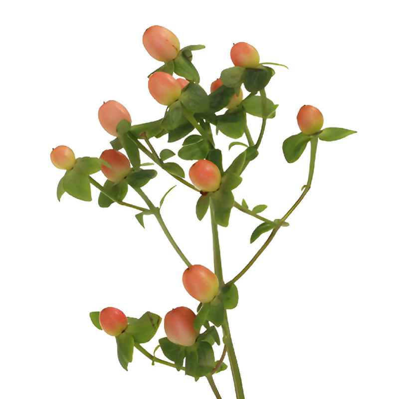 Peaches Designer Hypericum Berries