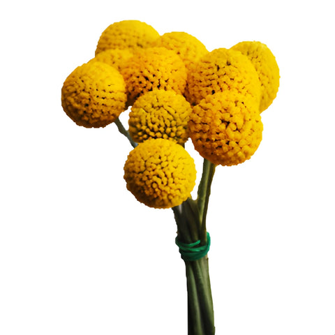 Beautifully Round Billy Balls Express Delivery