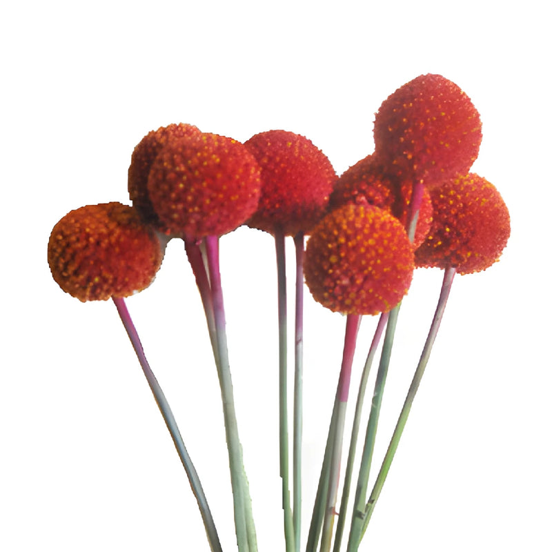 Red Tinted Craspedia Billy Balls