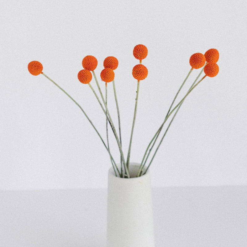 billy ball flower seeds Orange Tinted Craspedia Billy Balls