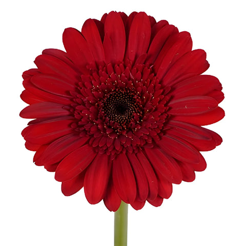 Rust Red Mini Gerbera Daisies