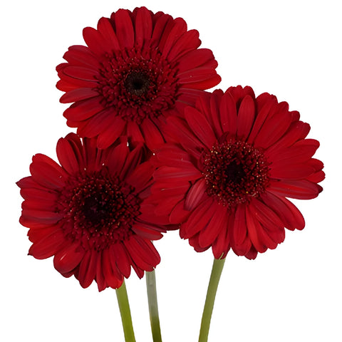 Rust Red Mini Gerbera Daisies