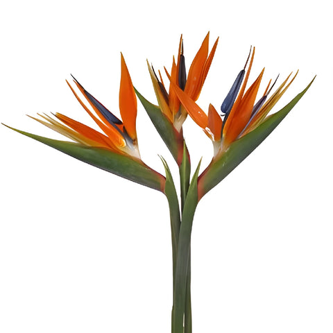 Birds of Paradise Tropical Flowers Stem