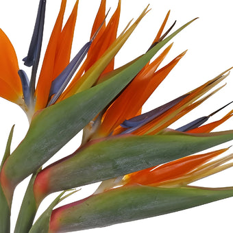 Birds of Paradise Tropical Flowers