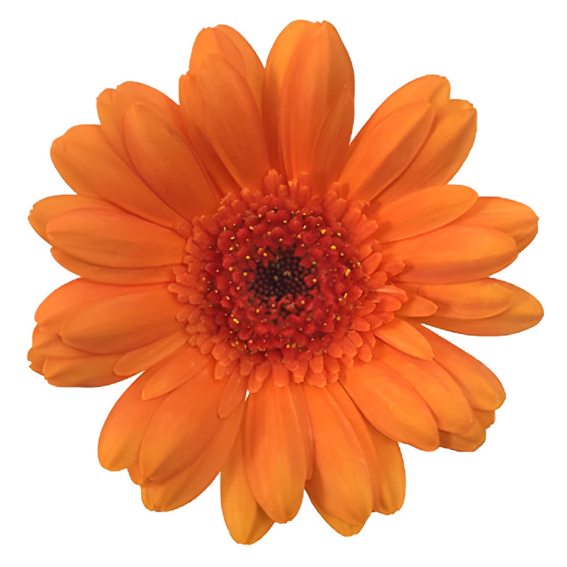 Orange Burst Mini Gerbera Daisies