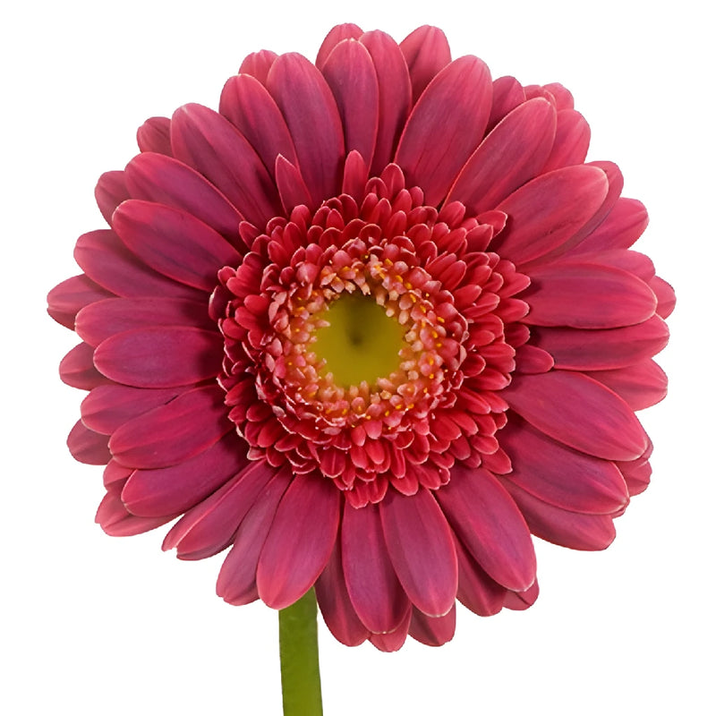 Dynamo Hot Pink Mini Gerbera Daisy