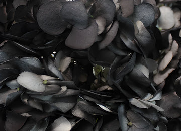 Black Airbrushed Hydrangea Flower Up Close