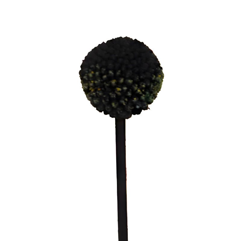 Black Tinted Craspedia Billy Balls