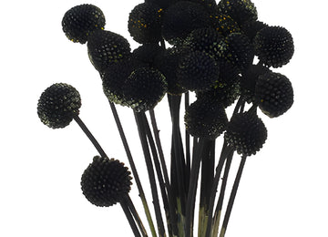 Black Tinted Craspedia Billy Balls