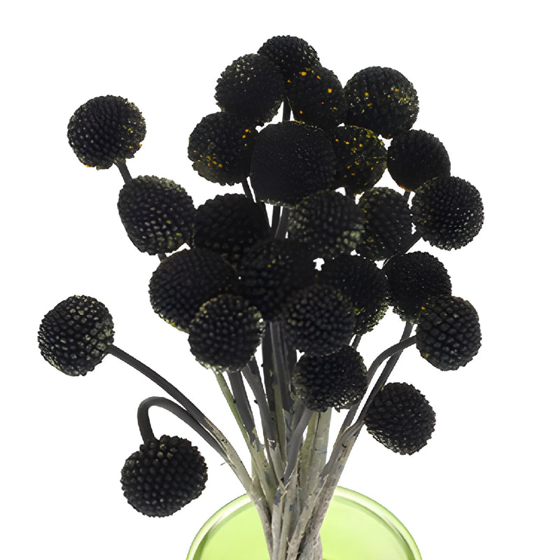 Black Tinted Craspedia Billy Balls