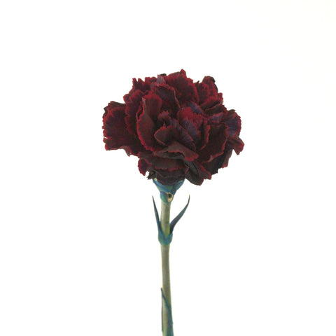Black Cherry Carnation Flower Stem - Image