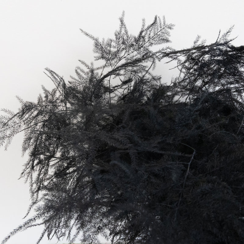 Black Enhanced Plumosa Fern Greenery Close Up - Image