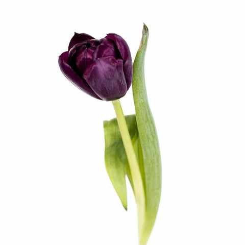 Black Jack Tulip Flower Close Up - Image