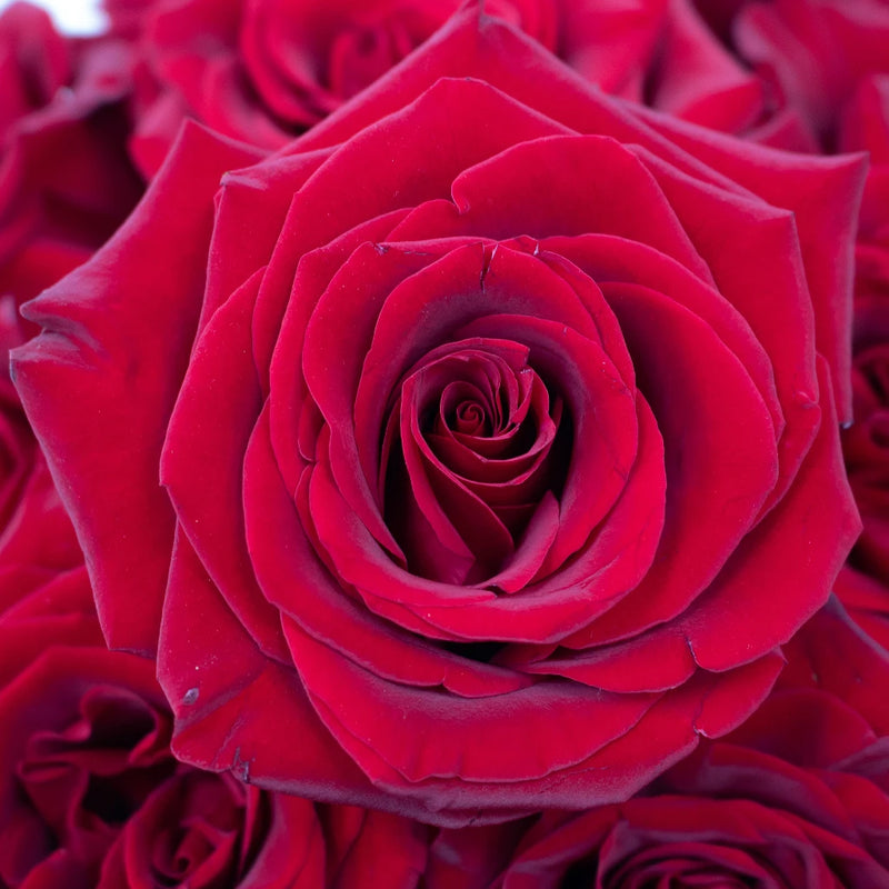 Black Magic Rose Flower Up Close