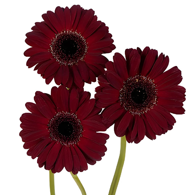 Vixen Mini Gerbera Daisy