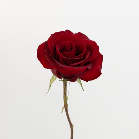 Black Pearl Novelty Rose Stem - Image