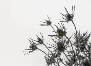 Black Thistle Flowers Close Up - Image