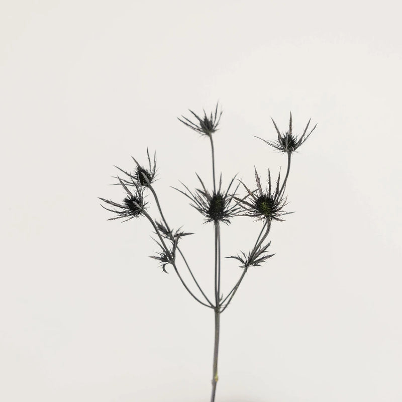 Black Thistle Flowers Stem - Image
