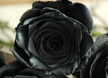 Black Tinted Roses