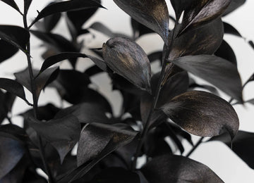 Black Tinted Ruscus Greenery Close Up - Image