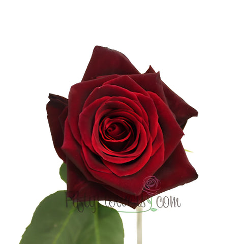 Black Bacarra Red Rose