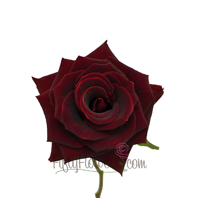 Scarlett Ohara Red Sweetheart Rose
