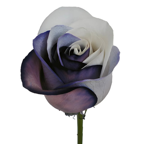 Black and White Tinted Rainbow Roses