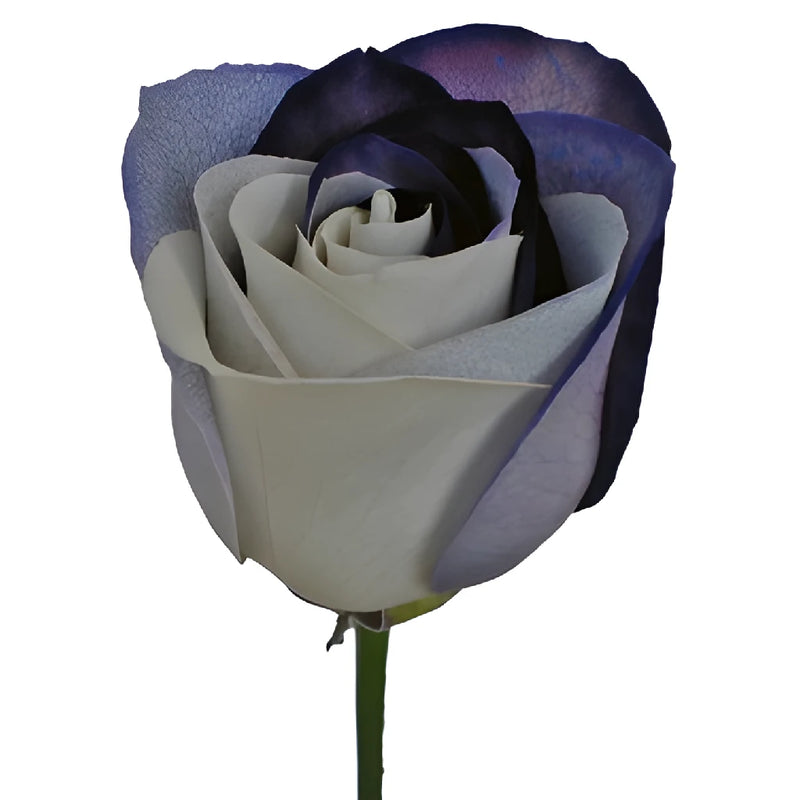 Black and White Tinted Rainbow Roses