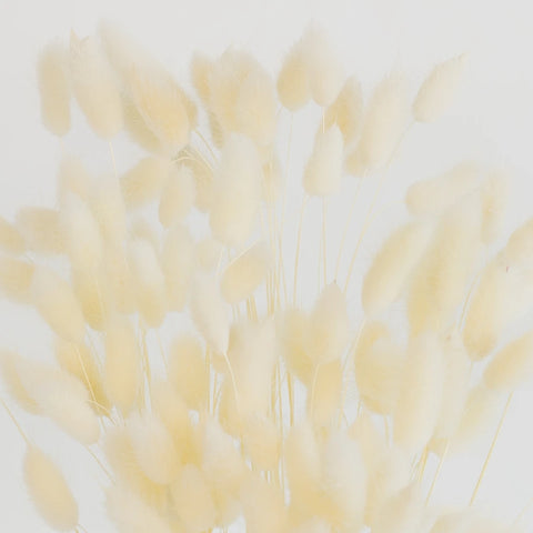 Bleached Dried Bunny Tails Close Up - Image