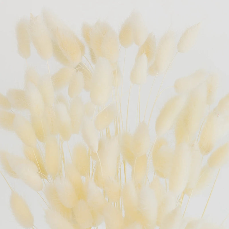 Bleached Dried Bunny Tails Close Up - Image