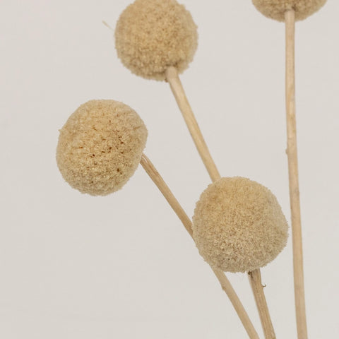 Bleached Dried Craspedia Billy Balls Close Up - Image