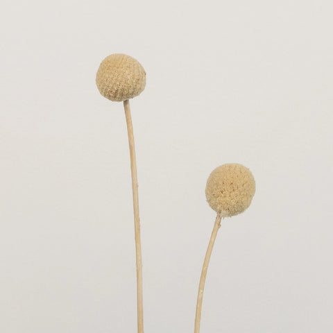 Bleached Dried Craspedia Billy Balls Stem - Image