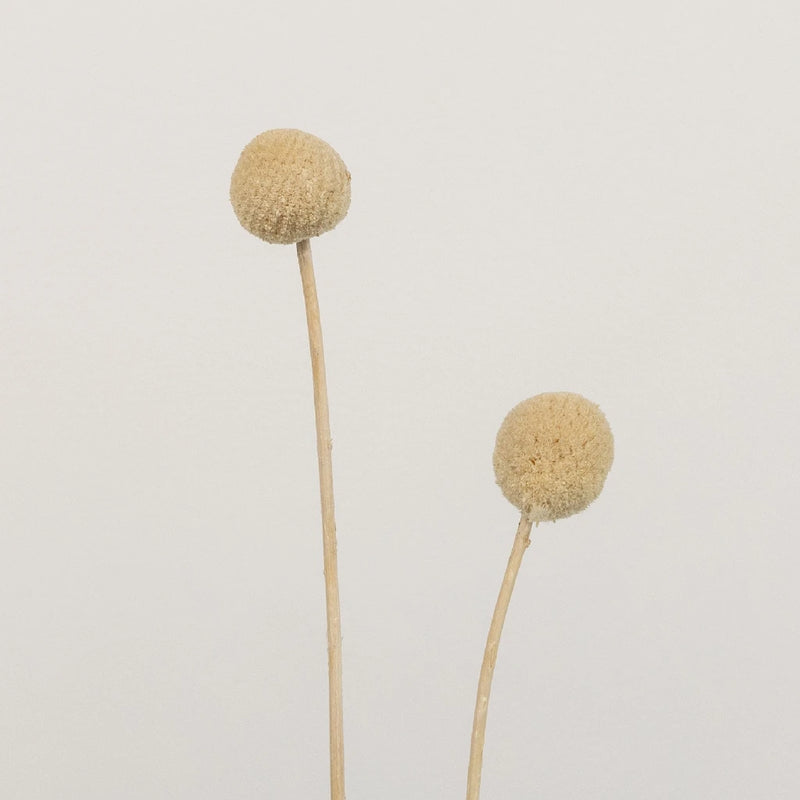 Bleached Dried Craspedia Billy Balls Stem - Image