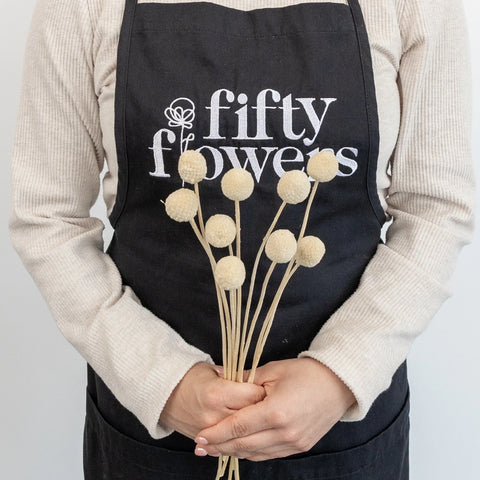 Bleached Dried Craspedia Billy Balls - Image