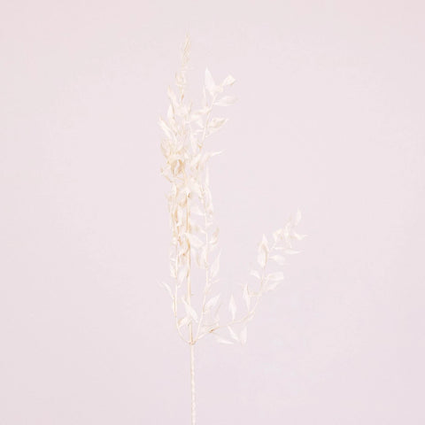 Bleached Dried Italian Ruscus Greenery Stem