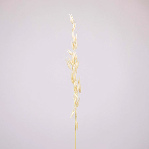 Bleached Dried Oats Flower Stem