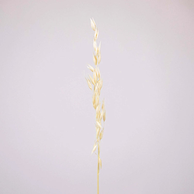 Bleached Dried Oats Flower Stem
