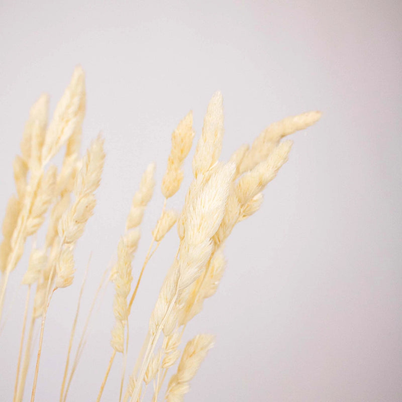 Bleached Dried Orchad Flower Up Close