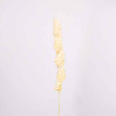 Bleached Dried Orchad Flower Stem