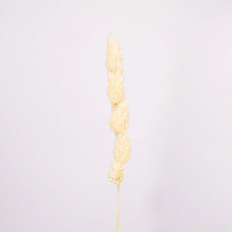 Bleached Dried Orchad Flower Stem