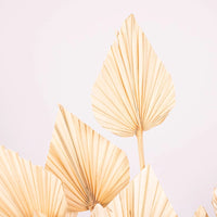 Bleached Dried Palm Spears Up Close