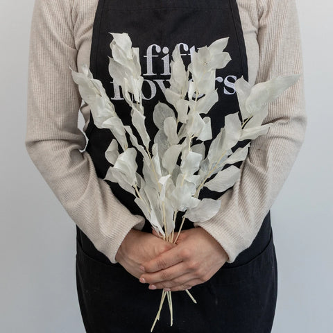 Bleached Dried Ruscus Greenery Apron - Image