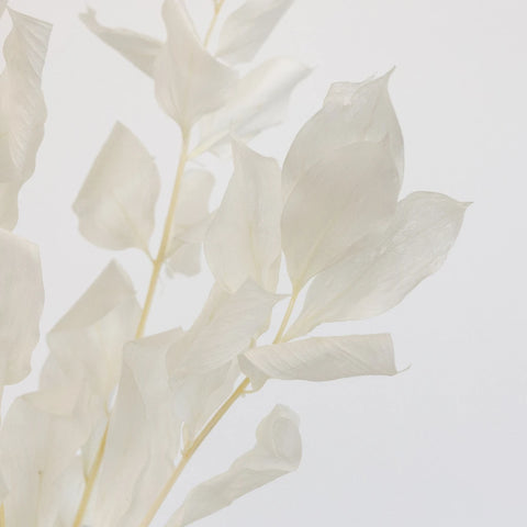 Bleached Dried Ruscus Greenery Close Up - Image