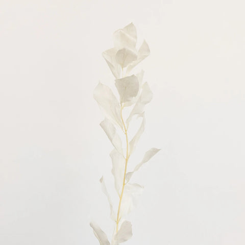 Bleached Dried Ruscus Greenery Stem - Image