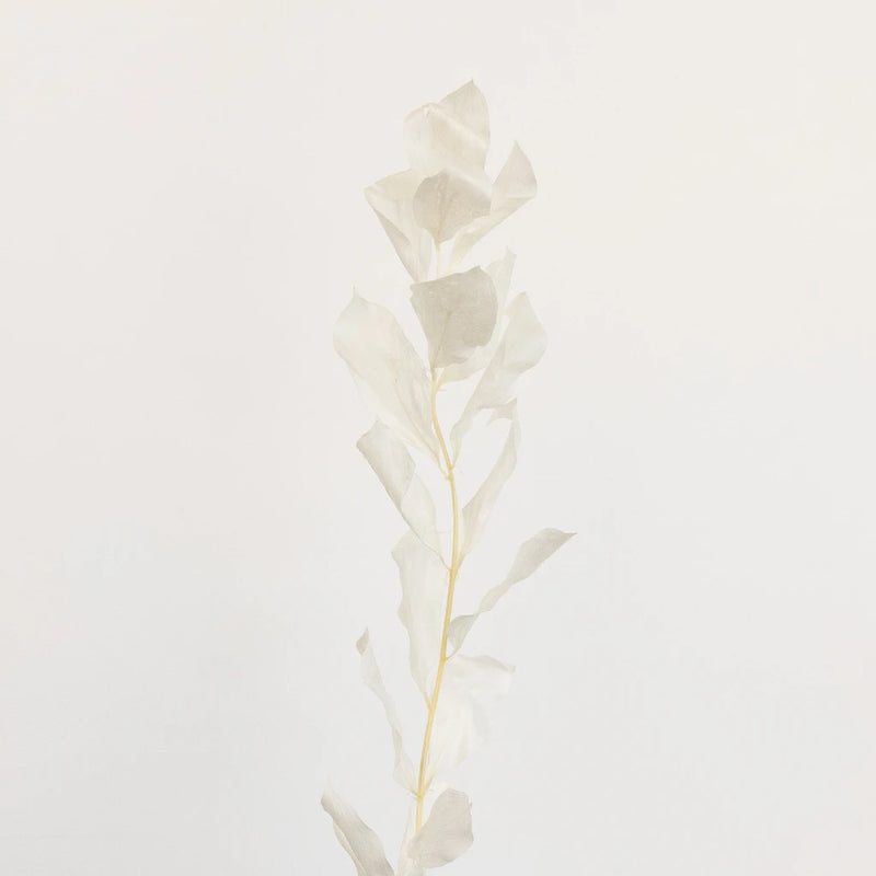 Bleached Dried Ruscus Greenery Stem - Image