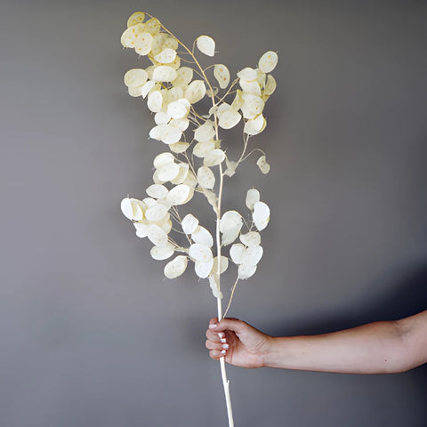 Dried lunaria for free flower delivery