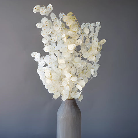 Dried lunaria bulk flowers