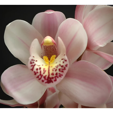 White Blush Mini Cymbidium Orchids