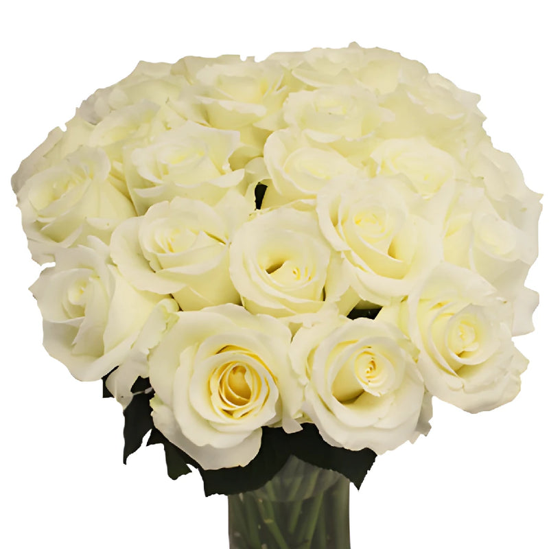 Blizzard White Rose
